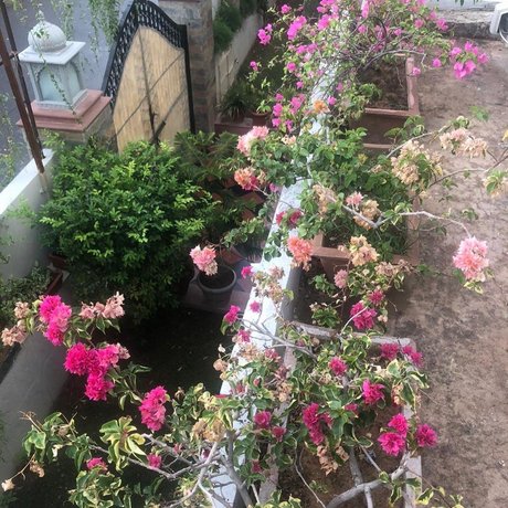 Camellia