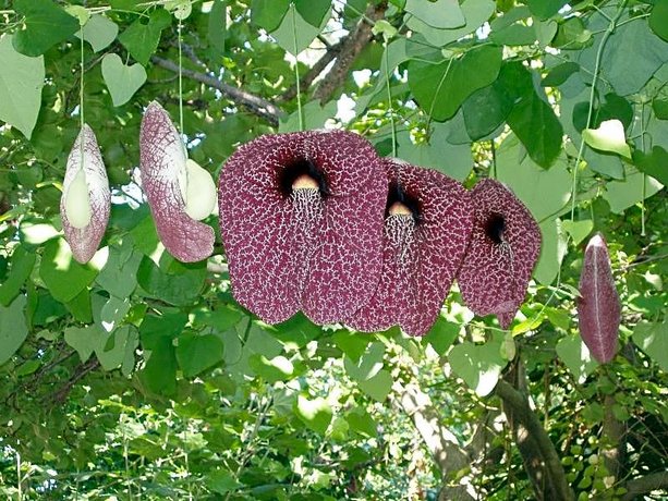 Baha-Ammes