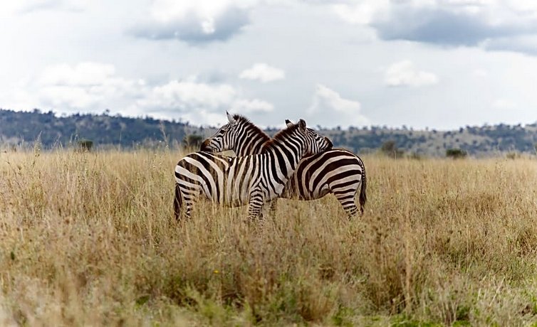 Melia Serengeti Lodge