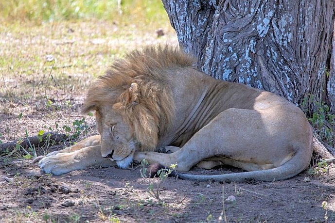 Melia Serengeti Lodge
