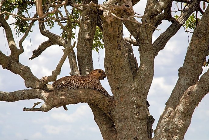 Melia Serengeti Lodge