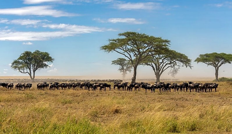 Melia Serengeti Lodge