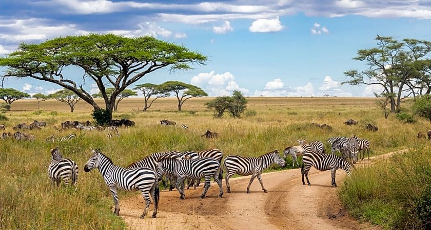 Melia Serengeti Lodge