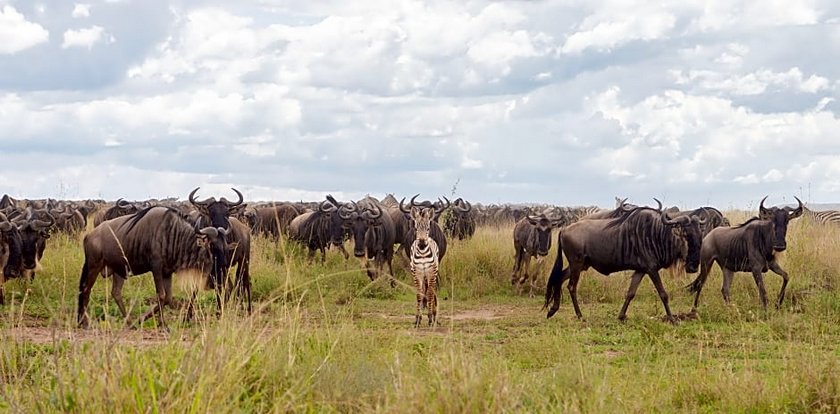 Melia Serengeti Lodge