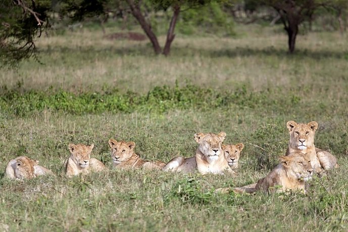 Melia Serengeti Lodge
