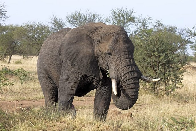 Melia Serengeti Lodge