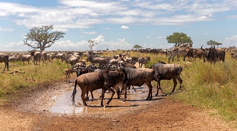 Melia Serengeti Lodge