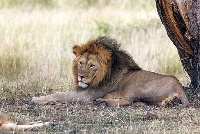 Melia Serengeti Lodge