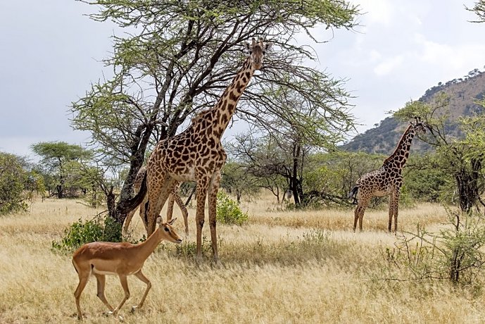 Melia Serengeti Lodge