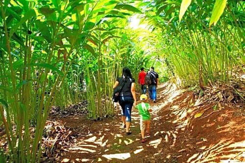 Aanavilasam Luxury Plantation House Kumily