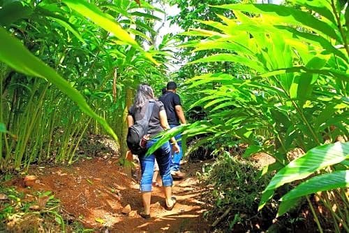 Aanavilasam Luxury Plantation House Kumily
