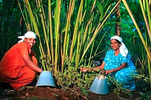 Aanavilasam Luxury Plantation House Kumily