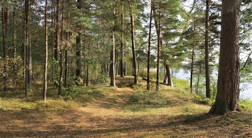 Sunny forest Svetlogorsk