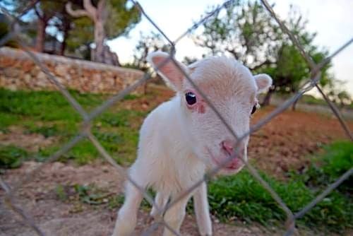 Finca - Agroturismo Sa Parellada