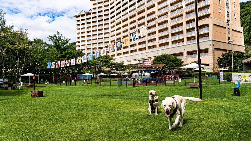 Sono Pet Club & Resort Vivaldi Park Hongcheon South Korea thumbnail