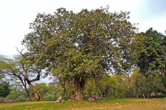 OYO 12739 Mahesh Inn