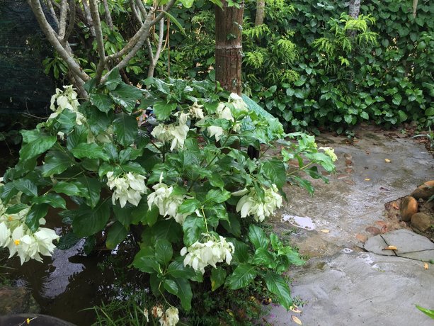 Vu homestay