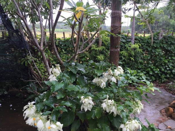 Vu homestay