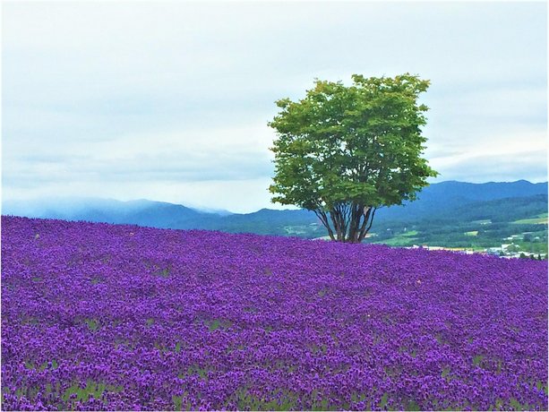 Furano La Terre