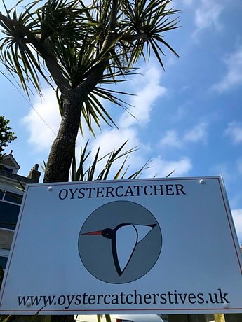 Oystercatcher Carbis Bay United Kingdom thumbnail