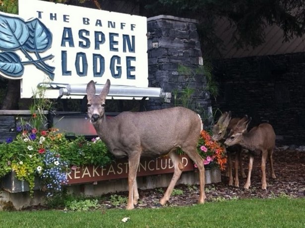 Banff Aspen Lodge 캐나디안 마운틴 홀리데이 Canada thumbnail