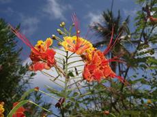 Firefly Bequia Plantation Hotel 