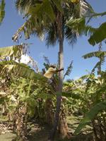 Firefly Bequia Plantation Hotel 