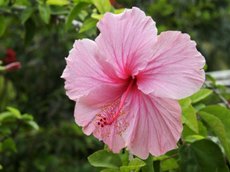 Pension Hibiscus 