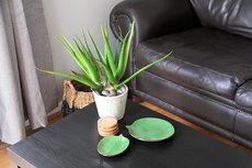 Brisbane accommodation: Homestay - Paperbark Homestay