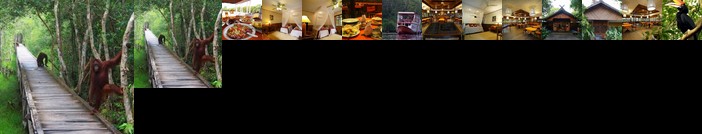 Rimba Orangutan Eco Lodge Kalimantan