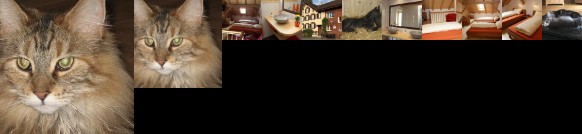 Bed and Breakfast Haag