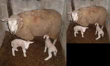 Arch House Enniskillen