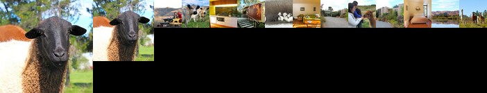 Driftwood Retreat and Alpaca Homestay