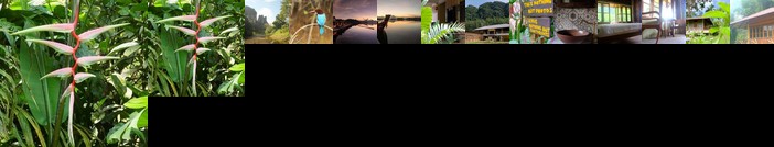 Monkey Mansion Jungalows and Tours