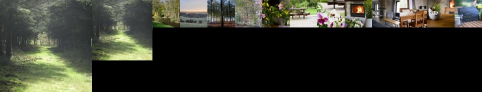 Les Terriers Saint-Hubert