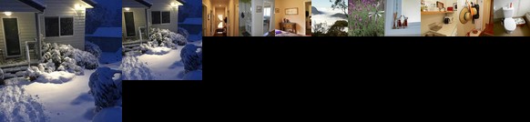 Snowgums in Katoomba