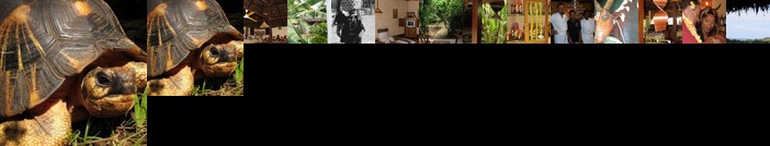 Les bungalows d'Ambonara