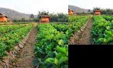 Pai See Tong Strawberry Farm Resort