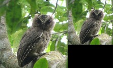 Habitat Bohol Tourist Inn