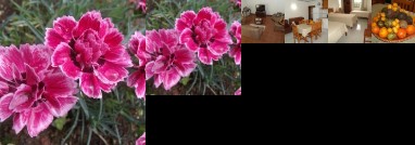 Tropical Fruit Garden Velas