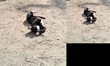 Ferienwohnung 39 Mauersegler - Urlaub in der Natur