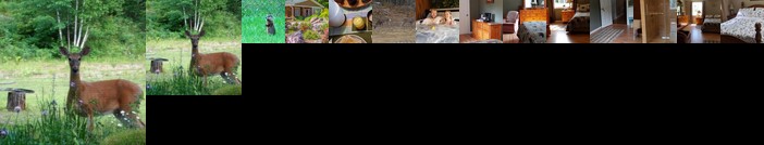 Bear & Butterfly Bed and Breakfast