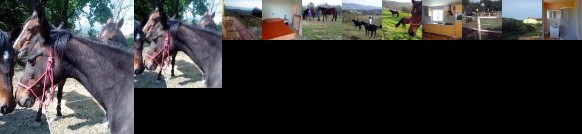 Na kmetiji s konji - Pogelsek