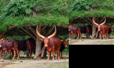 Hotel Lembah Safari Cisarua