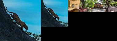 Call Of The Wild betalghat