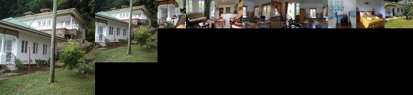 Seychelles Yellow Petals