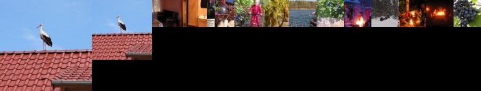 Winnica Na Lesnej Polanie