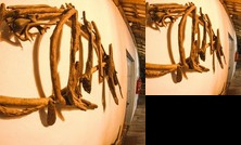 Pousada Arana Regencia