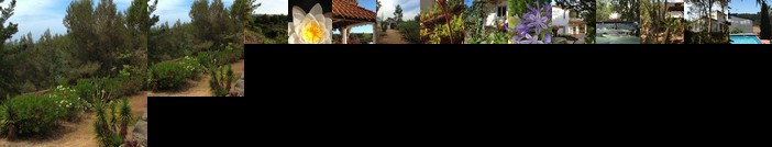 Wavin' Trees Ericeira