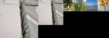 Cidreira Quintal Encantado